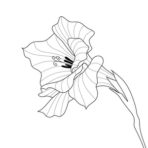 唐菖蒲花。轮廓图形艺术