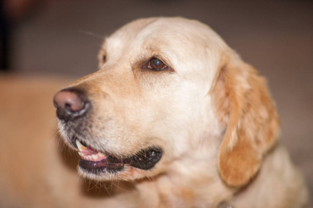 黄色拉布拉多猎犬狗户外肖像