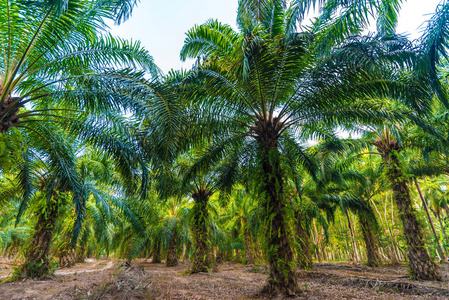 棕榈树种植园为能源工业