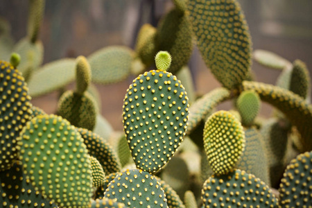 仙人掌叶植物绿色自然