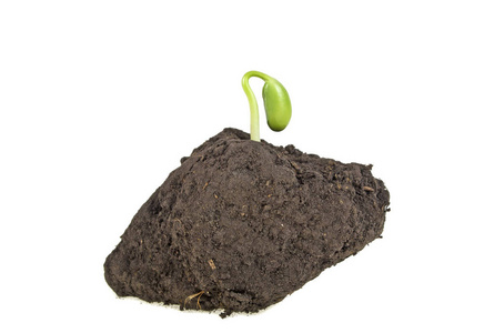 青春萌动期的大豆在土壤腐殖酸在白色的背景