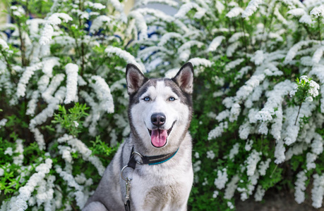 西伯利亚雪橇犬肖像与白花背景图片