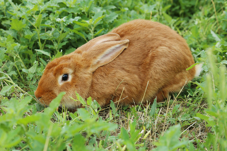漂亮的红色兔子在草地上