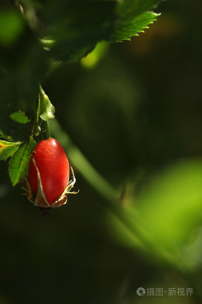 成熟的野生浆果玫瑰果