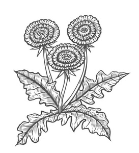 药用植物的矢量图像照片