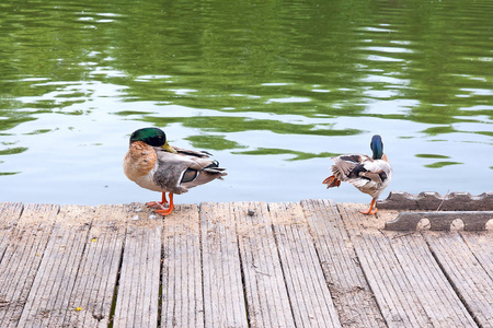 在夏天时的老木码头上的两个绿头鸭