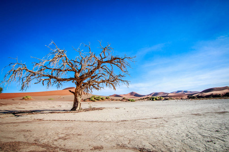 在 Sossusvlei 沙漠死树
