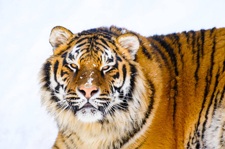 西伯利亚虎在雪上