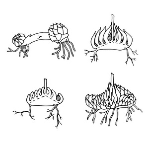 Bulbousbulins 类型的百合, 削减。手绘单色墨水素描股票矢量插图为网页, 为打印