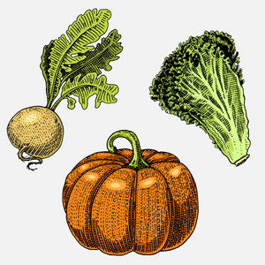 一整套手绘制 刻蔬菜 素食 植物 老式寻找南瓜万圣节 生菜和萝卜