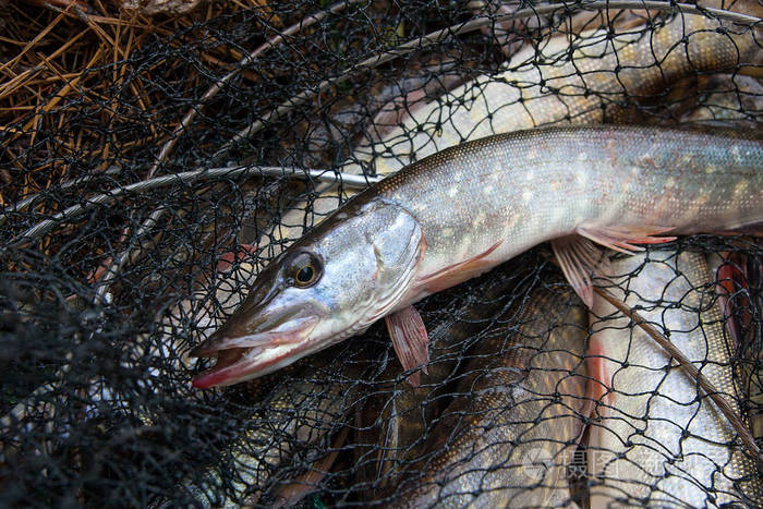 淡水梭子鱼位于着陆网与渔场抓住在 i