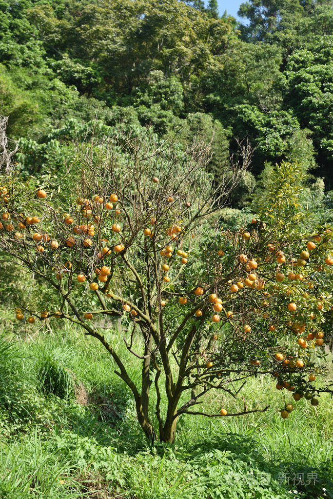 野橘树图片