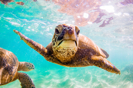 夏威夷的一只绿海龟在太平洋温暖的海水中巡航
