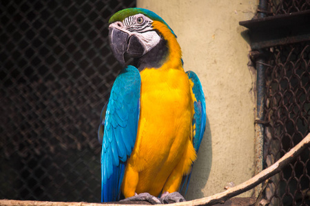 蓝黄色金刚鹦鹉鸟被囚禁在印度的鸟类保护区