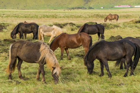 冰岛马在草地上吃草