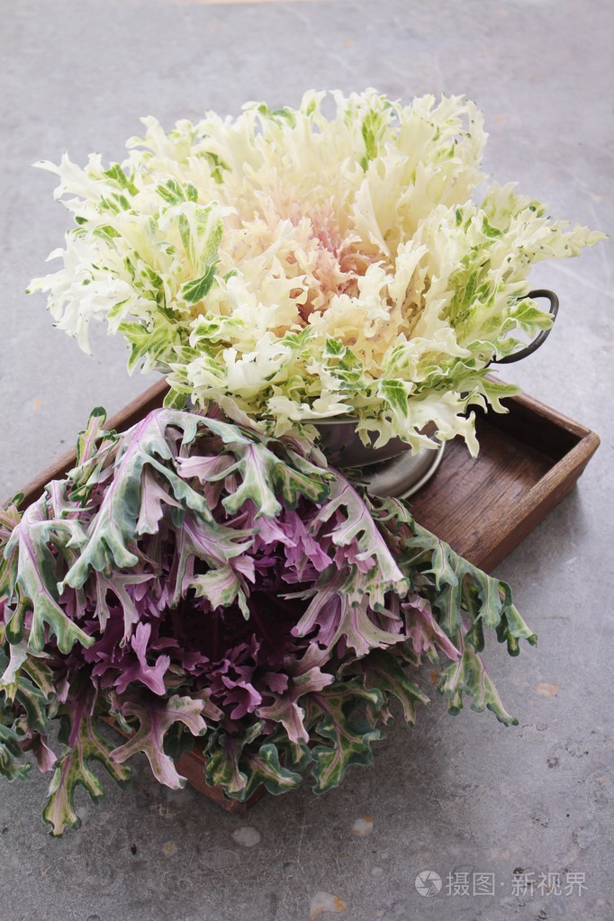 杂色的羽衣甘蓝品种