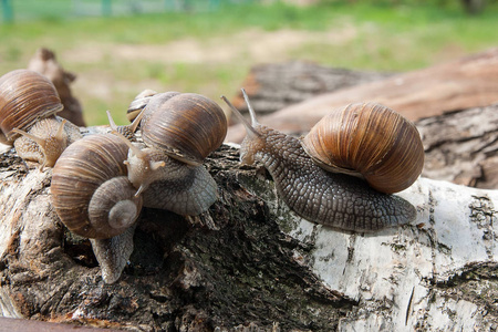集团的大勃艮第蜗牛 螺旋，罗马蜗牛食用蜗牛，