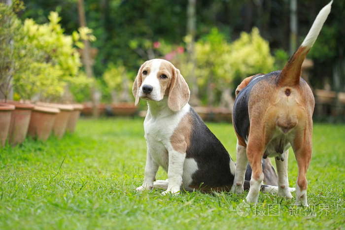 强男银三色beagle犬