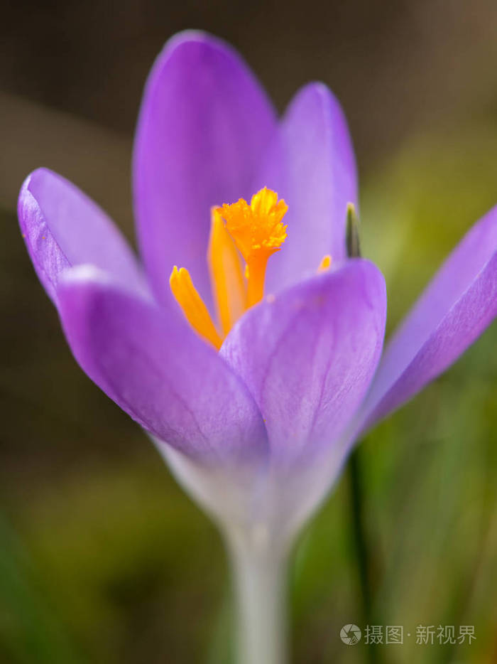 花园中一朵紫色番红花的特写