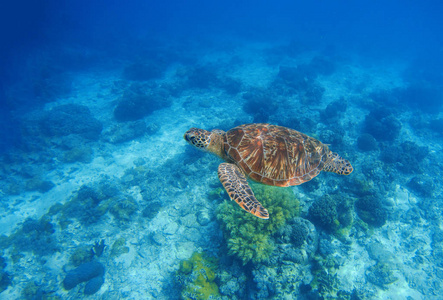 海龟在水中。异国风情岛海洋环境在海边潟湖