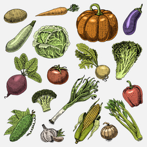 一整套手绘制 刻蔬菜 素食 植物 复古与胡萝卜 玉米和其他看南瓜 白菜 西红柿 生菜