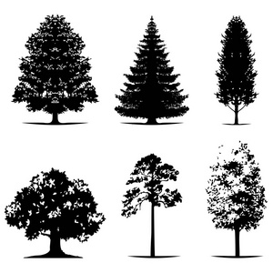 红黑树上白色背景，白色背景上的树，树，树枝，轮廓剪影剪影矢量树木的轮廓。组的抽象的树木，与现实的 黑色的树树
