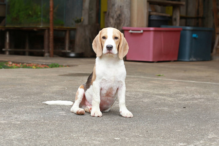 强男银三色 beagle 犬