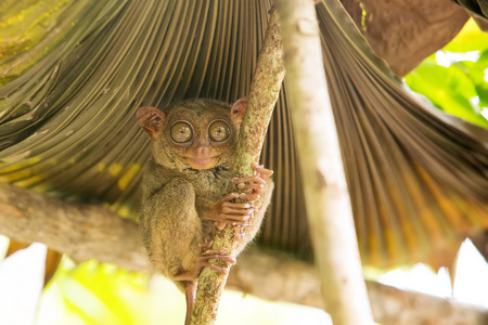眼镜猴的世界上最小的灵长类动物