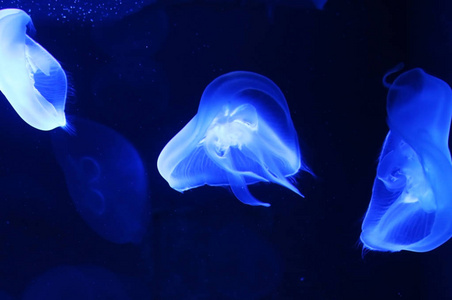 在霓虹灯蓝色效果下的动物水母美杜莎