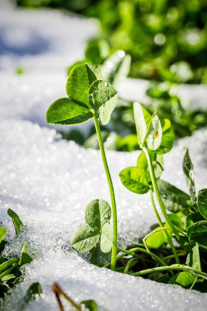 雪下的新鲜三叶草芽