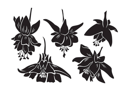 百合花花卉图片