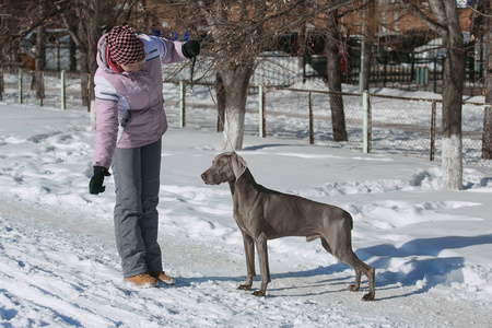 狩猎指针只威马冬天在雪地里