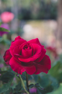 红玫瑰在花园的背景下, 自然花玫瑰为爱