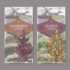 设置两个标签与苋 cruentus 又名苋菜和藜奎奴亚颜色素描。谷物植物系列