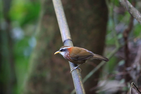 条纹胸弯刀画眉 Pomatorhinus 种 北越谭耀宗道