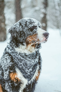 Bernese 山狗的快乐女孩9月。冬天在雪地里玩耍。一只纯种家养的狗玩得开心