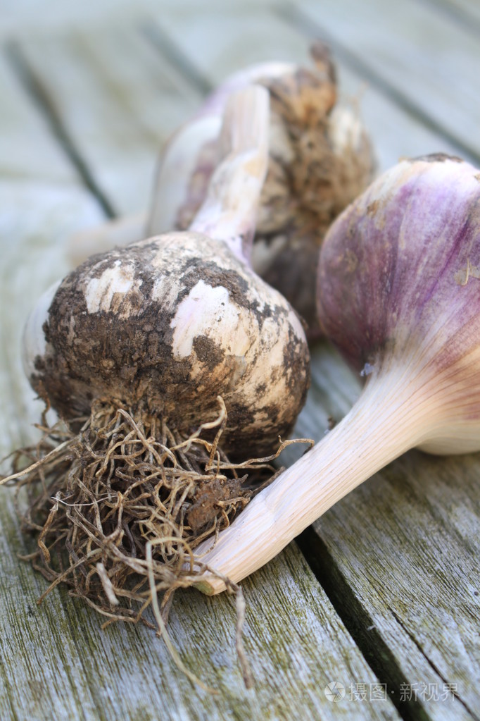 收获的新鲜大蒜鳞茎照片-正版商用图片0njwb3-摄图新视界