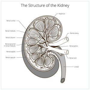 肾医学媒介生物的结构图片
