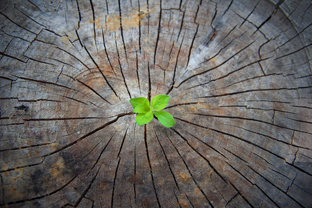 上升的老木萌芽,象征着新的生命斗争照片