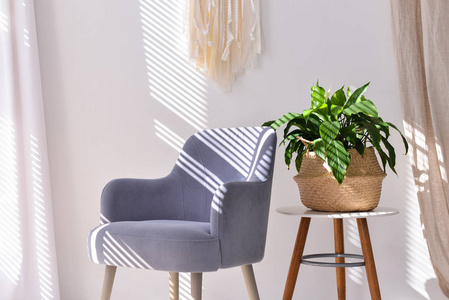 扶手椅和植物在一个房间与百叶窗
