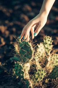 龙舌兰酒日落女用手抚摸仙人掌.芦荟精华素护理皮肤.
