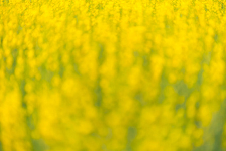 黄色花的抽象模糊背景