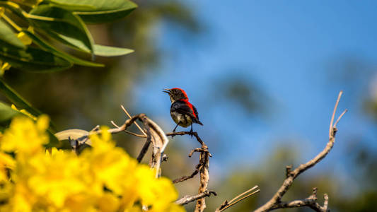 一棵树上的鸟 猩红支持 Flowerpecker