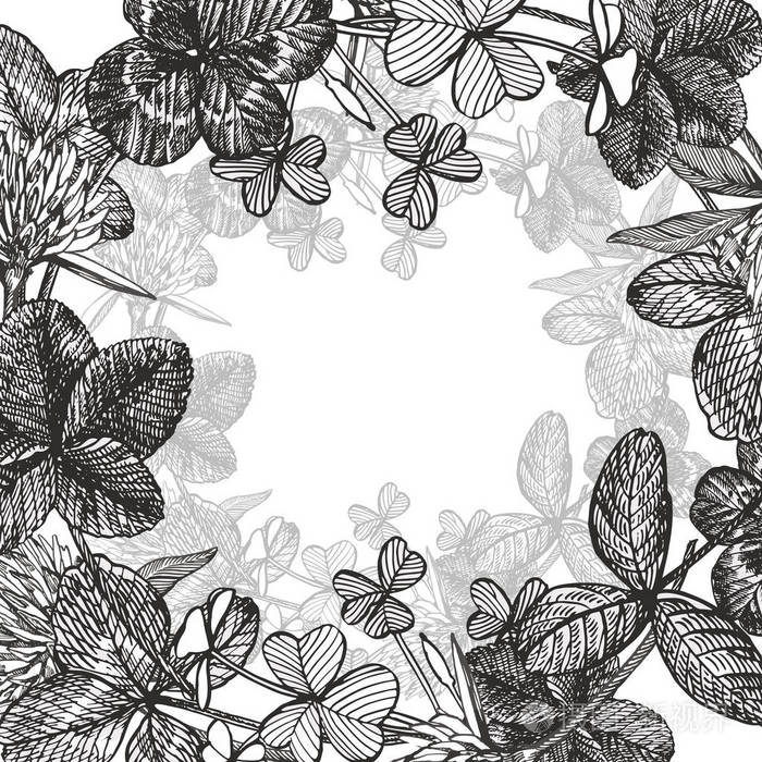 被绘的植物三叶草甸草, 在白色背景隔绝.快乐 st.