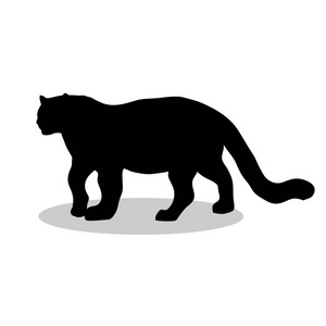 豹野猫的黑色剪影动物照片