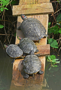 水龟家庭