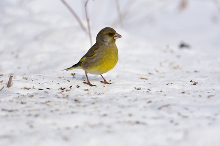 欧洲 greenfinch 走过雪地