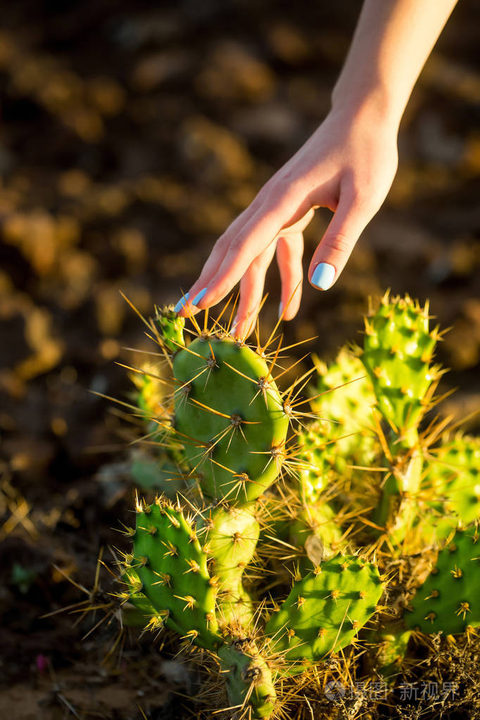 令人失望的多刺仙人掌.妇女的双手皮肤,皮肤护理