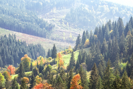 山的秋天树木繁茂的山坡
