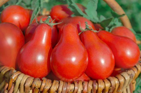 新鲜成熟的红梨西红柿在花园的篮子里